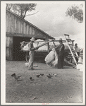 Small cotton farm, Kern County, California. The farmer keeps accounts. Each picker weighs his sack of cotton. In this case the sack weighs approximately fifty pounds