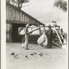 Small cotton farm, Kern County, California. The farmer keeps accounts. Each picker weighs his sack of cotton. In this case the sack weighs approximately fifty pounds