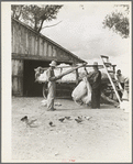 Small cotton farm, Kern County, California. The farmer keeps accounts. Each picker weighs his sack of cotton. In this case the sack weighs approximately fifty pounds