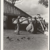 Small cotton farm, Kern County, California. The farmer keeps accounts. Each picker weighs his sack of cotton. In this case the sack weighs approximately fifty pounds
