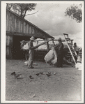 Small cotton farm, Kern County, California. The farmer keeps accounts. Each picker weighs his sack of cotton. In this case the sack weighs approximately fifty pounds