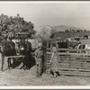 Rural rehabilitation, Tulare County, California. This farm couple have been assisted to independence. In Feburary 1936 they rented a neglected farm of forty acres planted in grapes. They had no equipment, no stock, no seed, no money