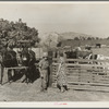 Rural rehabilitation, Tulare County, California. This farm couple have been assisted to independence. In Feburary 1936 they rented a neglected farm of forty acres planted in grapes. They had no equipment, no stock, no seed, no money