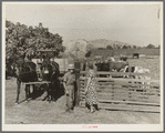 Rural rehabilitation, Tulare County, California. This farm couple have been assisted to independence. In Feburary 1936 they rented a neglected farm of forty acres planted in grapes. They had no equipment, no stock, no seed, no money