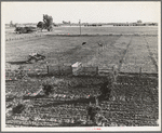 Rural rehabilitation, Tulare County, California. Productive dairy farm replaces unsuccessful fruit orchard. Family had been on relief. They were reestablished by a plan of farm operation ...