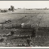 Rural rehabilitation, Tulare County, California. Productive dairy farm replaces unsuccessful fruit orchard. Family had been on relief. They were reestablished by a plan of farm operation ...