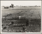 Rural rehabilitation, Tulare County, California. Productive dairy farm replaces unsuccessful fruit orchard. Family had been on relief. They were reestablished by a plan of farm operation ...