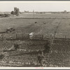 Rural rehabilitation, Tulare County, California. Productive dairy farm replaces unsuccessful fruit orchard. Family had been on relief. They were reestablished by a plan of farm operation ...