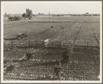 Rural rehabilitation, Tulare County, California. Productive dairy farm replaces unsuccessful fruit orchard. Family had been on relief. They were reestablished by a plan of farm operation ...