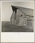 Near Manteca, California. Barn of Farm Security Administration (FSA) tenant purchase client