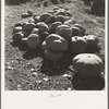 San Joaquin County, California. Pumpkins in barnyard to feed cows of rehabilitation client