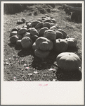 San Joaquin County, California. Pumpkins in barnyard to feed cows of rehabilitation client