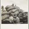 Douglas, Georgia. The "golden leaf," already graded by the farmers, sorted and wrapped in "tobacco sheets," rolls into town to the warehouse where the auctions are held every year