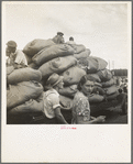 Douglas, Georgia. The "golden leaf," already graded by the farmers, sorted and wrapped in "tobacco sheets," rolls into town to the warehouse where the auctions are held every year