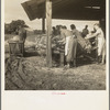 Near Hartsville, South Carolina, sorting and stringing the "golden leaf" at the tobacco barn, preparatory to curing. Note sled by which tobacco is brought to the barn from the field. This sharecropper family has six acres in tobacco, their main cash crop