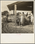 Near Hartsville, South Carolina, sorting and stringing the "golden leaf" at the tobacco barn, preparatory to curing. Note sled by which tobacco is brought to the barn from the field. This sharecropper family has six acres in tobacco, their main cash crop
