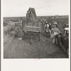 Kern County, California. Cotton pickers emptying sacks at eleven a.m. Stopped from further work for the day by rain