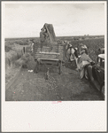 Kern County, California. Cotton pickers emptying sacks at eleven a.m. Stopped from further work for the day by rain