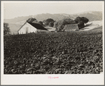 Contra Costa County, California. Stock ranch and plowed field