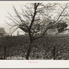 Contra Costa County, California. Stock ranch and plowed field