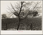 Contra Costa County, California. Stock ranch and plowed field