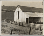 Contra Costa County, California. Cowbarn and hills, California dairy ranch