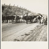Contra Costa County, California. Bringing cattle in from the range. Common sight on California highways