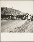 Contra Costa County, California. Bringing cattle in from the range. Common sight on California highways