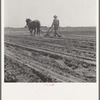 Between Laton and Fowler, central San Joaquin Valley, California. One man-one horse methods are rare in California
