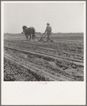 Between Laton and Fowler, central San Joaquin Valley, California. One man-one horse methods are rare in California