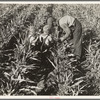 Near Manteca, California. Formerly rehabilitation client harvesting milo maize. Now operating own farm under Tenant Purchase Act. A year and a half ahead on their payments