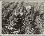 Near Manteca, California. Formerly rehabilitation client harvesting milo maize. Now operating own farm under Tenant Purchase Act. A year and a half ahead on their payments