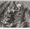 Near Manteca, California. Formerly rehabilitation client harvesting milo maize. Now operating own farm under Tenant Purchase Act. A year and a half ahead on their payments