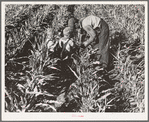 Near Manteca, California. Formerly rehabilitation client harvesting milo maize. Now operating own farm under Tenant Purchase Act. A year and a half ahead on their payments