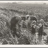 Near Manteca, California. Formerly rehabilitation clients. Now operating own farm under Tenant Purchase Act. A year and a half ahead on their payments. Family labor harvesting milo maize
