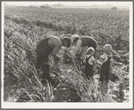 Near Manteca, California. Formerly rehabilitation clients. Now operating own farm under Tenant Purchase Act. A year and a half ahead on their payments. Family labor harvesting milo maize