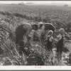 Near Manteca, California. Formerly rehabilitation clients. Now operating own farm under Tenant Purchase Act. A year and a half ahead on their payments. Family labor harvesting milo maize