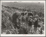 Near Manteca, California. Formerly rehabilitation clients. Now operating own farm under Tenant Purchase Act. A year and a half ahead on their payments. Family labor harvesting milo maize