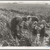 Near Manteca, California. Formerly rehabilitation clients. Now operating own farm under Tenant Purchase Act. A year and a half ahead on their payments. Family labor harvesting milo maize