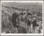 Near Manteca, California. Formerly rehabilitation clients. Now operating own farm under Tenant Purchase Act. A year and a half ahead on their payments. Family labor harvesting milo maize