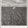 Migratory field workers picking cotton in the San Joaquin Valley, California. Negroes, Mexicans, and refugee whites pick cotton together in this field. These pickers are being paid seventy-five cents per one hundred pounds of picked cotton