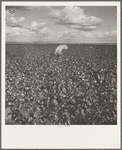 Migratory field workers picking cotton in the San Joaquin Valley, California. Negroes, Mexicans, and refugee whites pick cotton together in this field. These pickers are being paid seventy-five cents per one hundred pounds of picked cotton