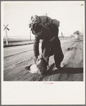 Napa Valley, California. More than twenty-five years a bindle-stiff. Walks from the mines to the lumber camps to the farms. The type that formed the backbone of the Industrial Workers of the World in California before the war