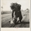 Napa Valley, California. More than twenty-five years a bindle-stiff. Walks from the mines to the lumber camps to the farms. The type that formed the backbone of the Industrial Workers of the World in California before the war
