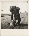 Napa Valley, California. More than twenty-five years a bindle-stiff. Walks from the mines to the lumber camps to the farms. The type that formed the backbone of the Industrial Workers of the World in California before the war