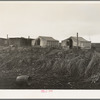 Buttonwillow, California. "Company" cotton pickers camp, after picking season. Some families remain for tag ends of picking and for pulling bolls, or for lack of other winter quarters