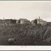 Buttonwillow, California. "Company" cotton pickers camp, after picking season. Some families remain for tag ends of picking and for pulling bolls, or for lack of other winter quarters