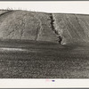 Near Santa Maria, California. Erosion from the pea fields