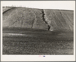 Near Santa Maria, California. Erosion from the pea fields