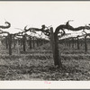 Tulare County, California. Vineyard during pruning